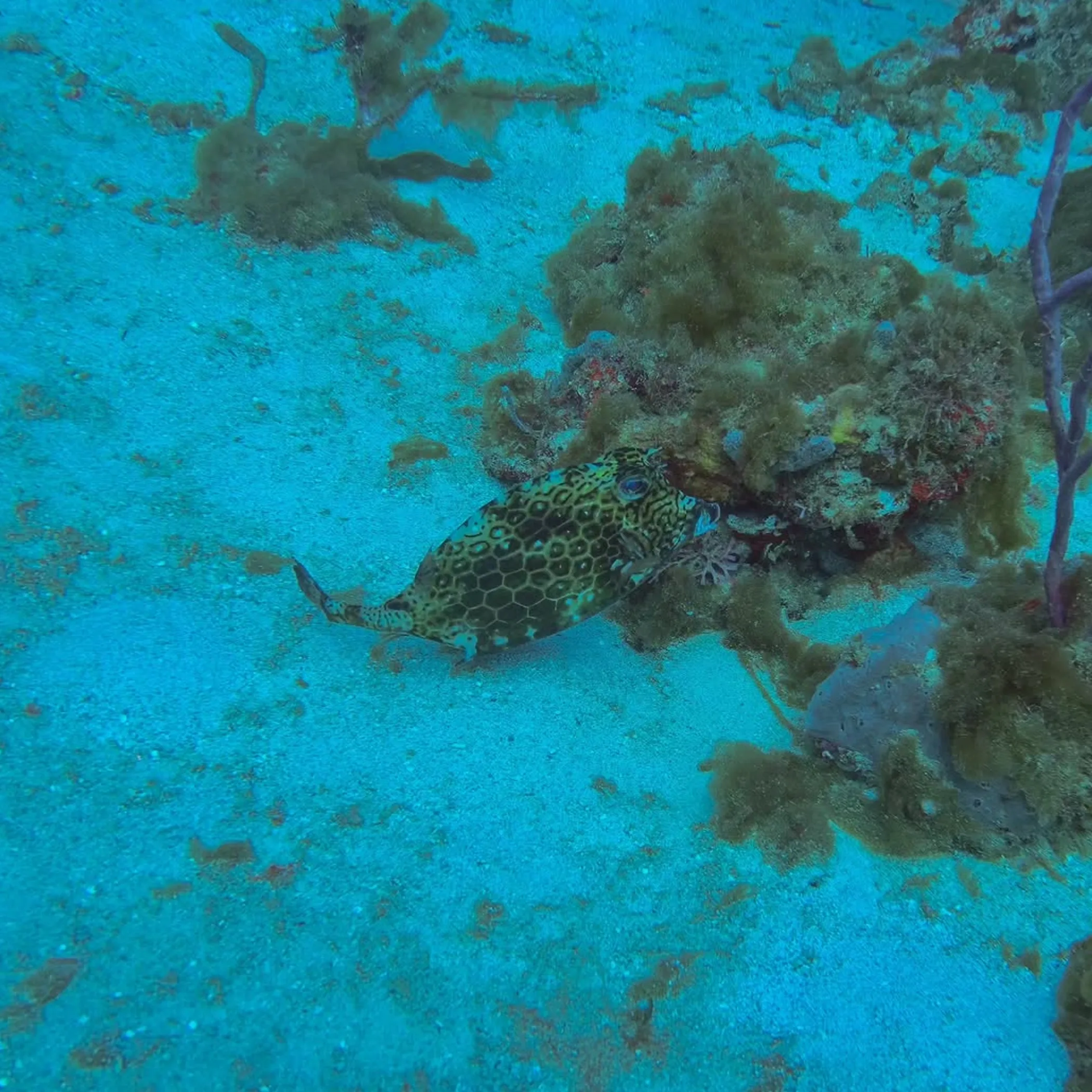 clear reef underwater photograph