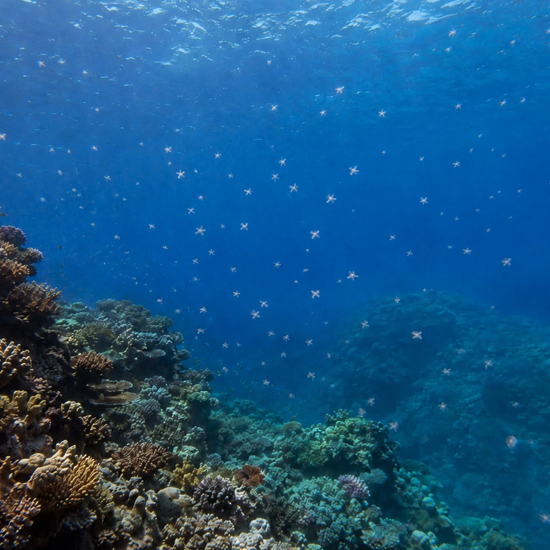 coral reef and marine ecosystem