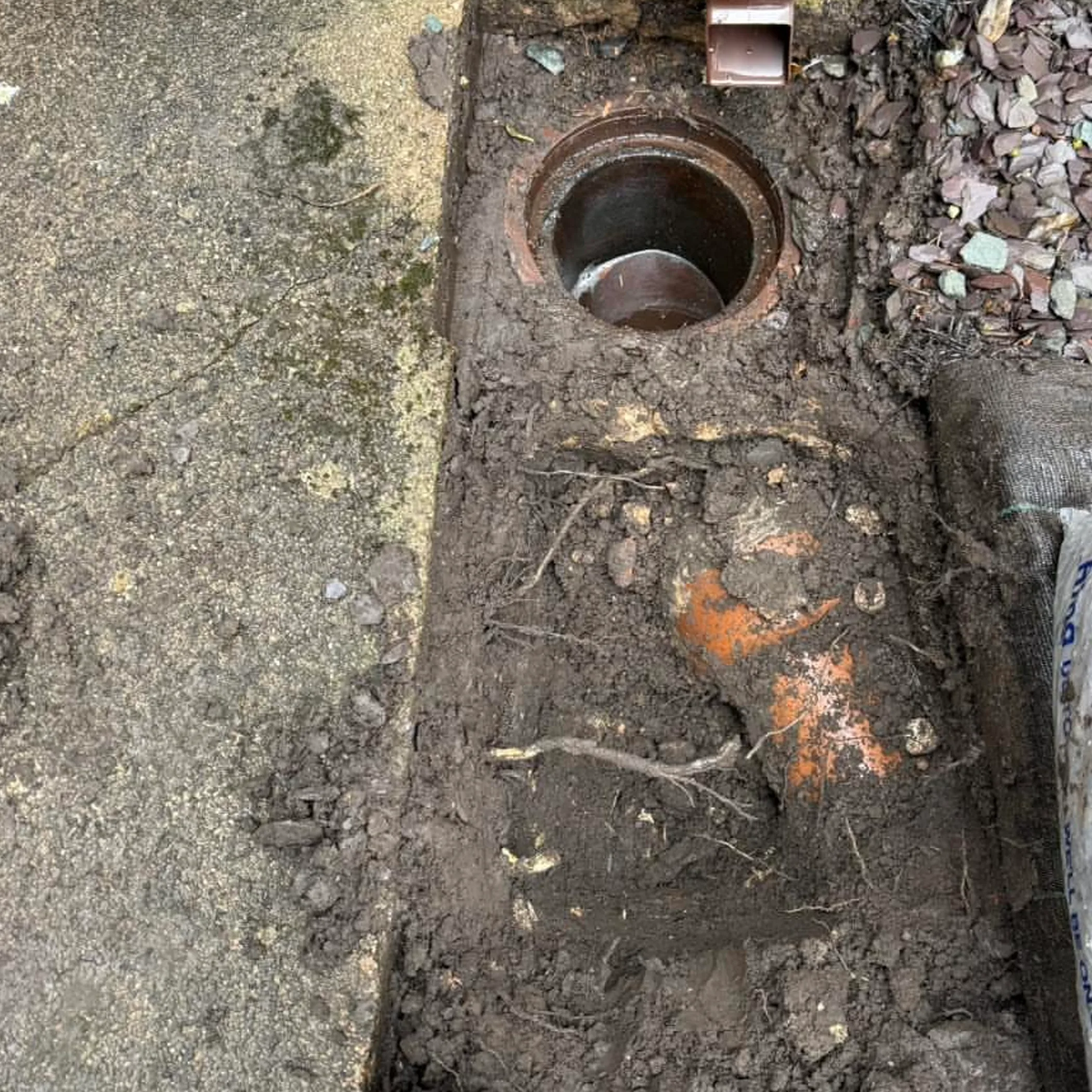 blocked drain with nearby tree roots