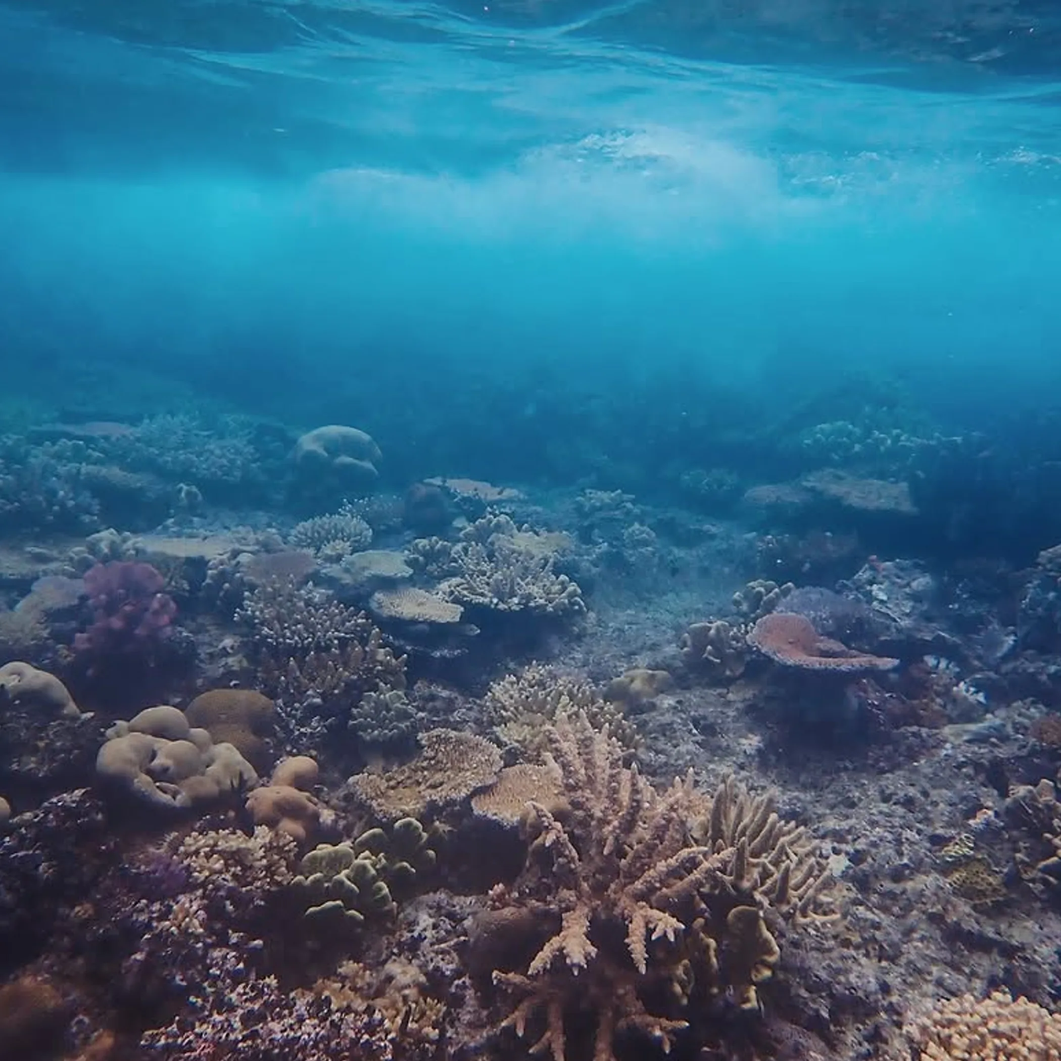 clear reef photograph