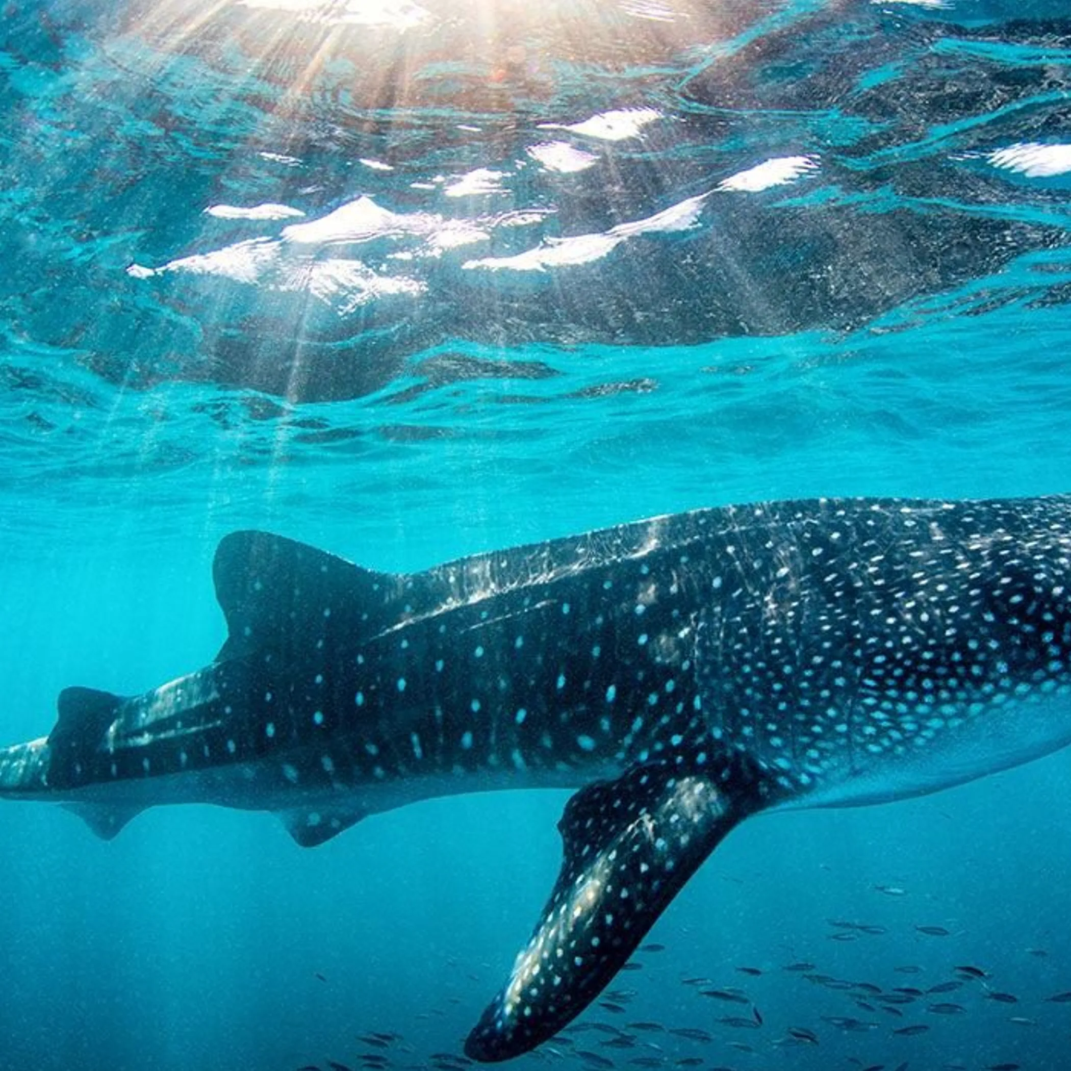 ningaloo reef underwater scene