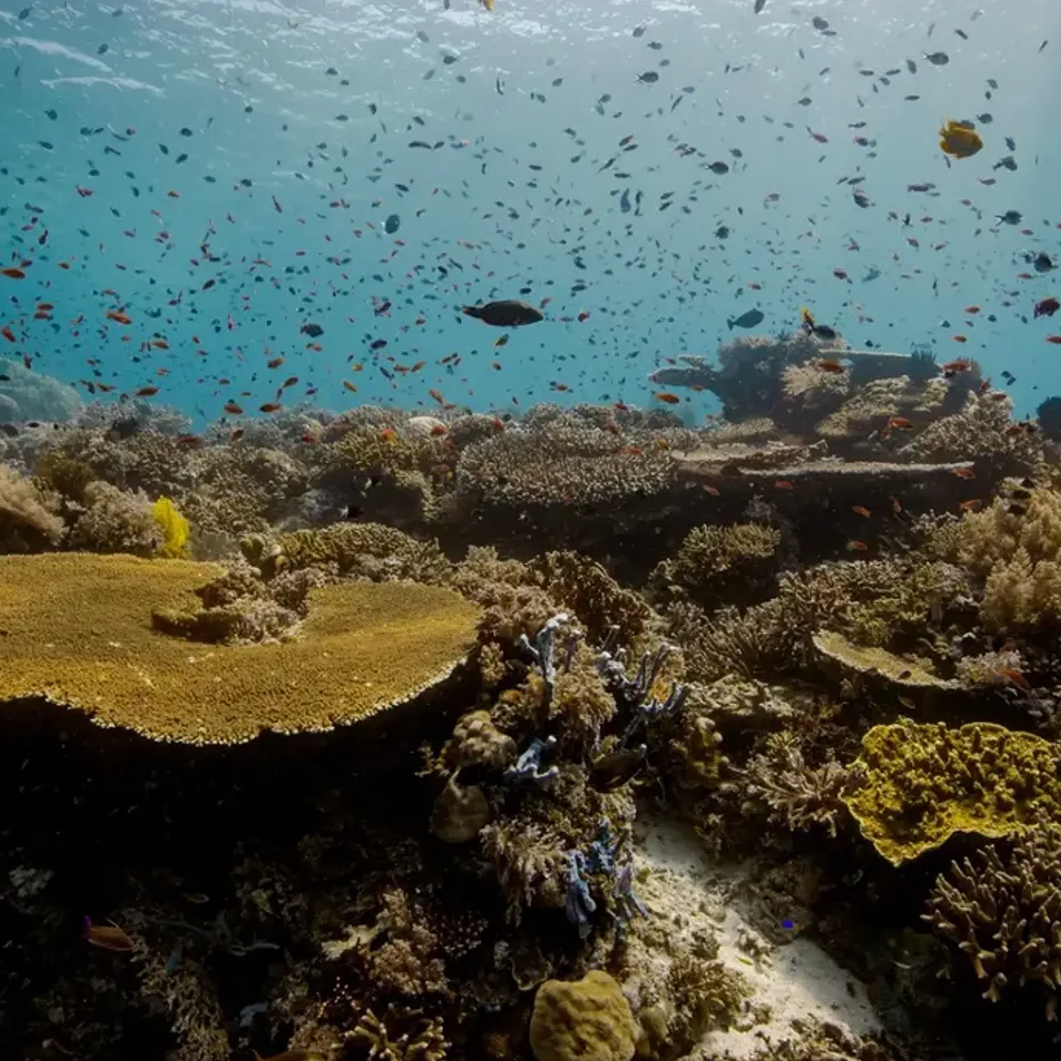 coral reef with abundant marine life