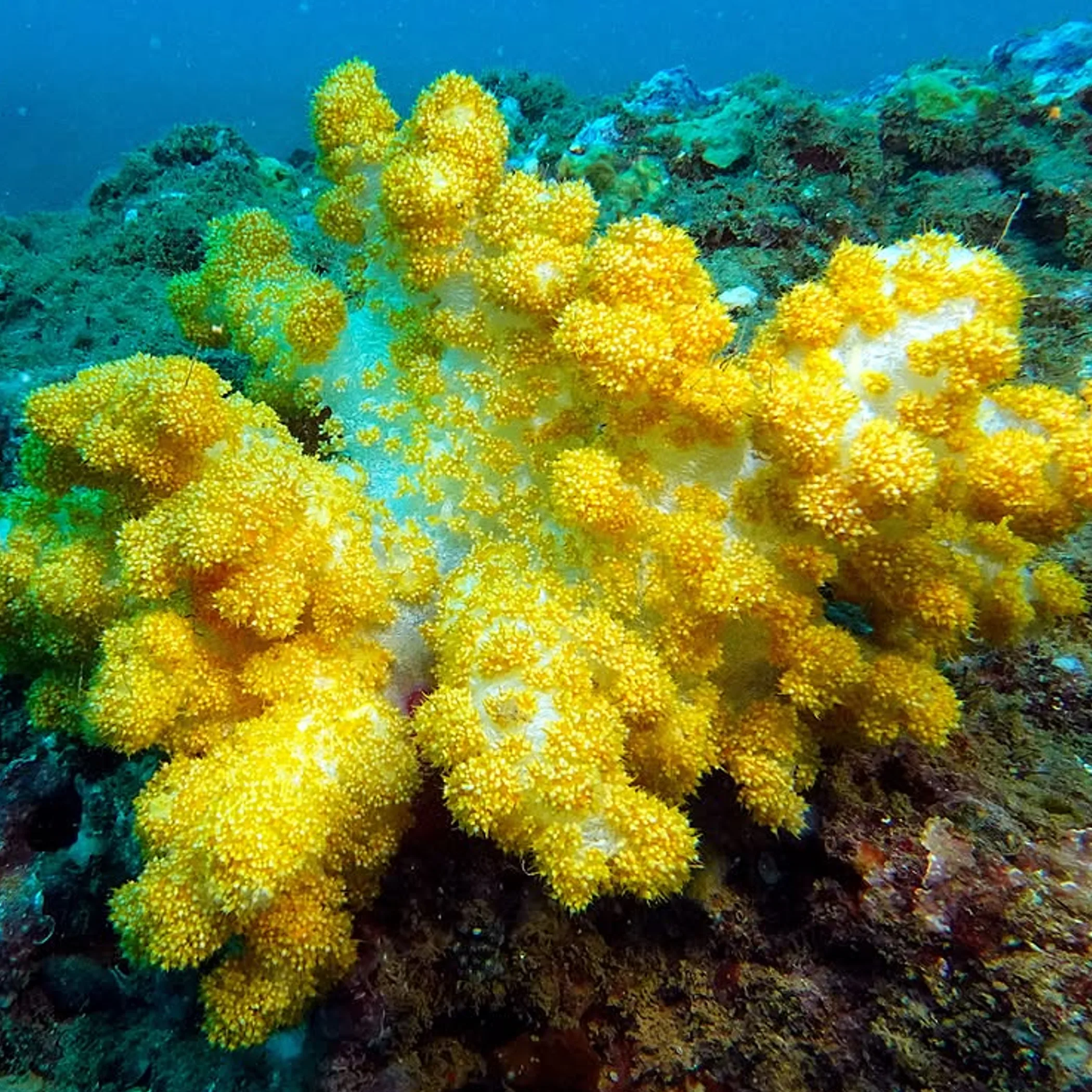 underwater reef photograph