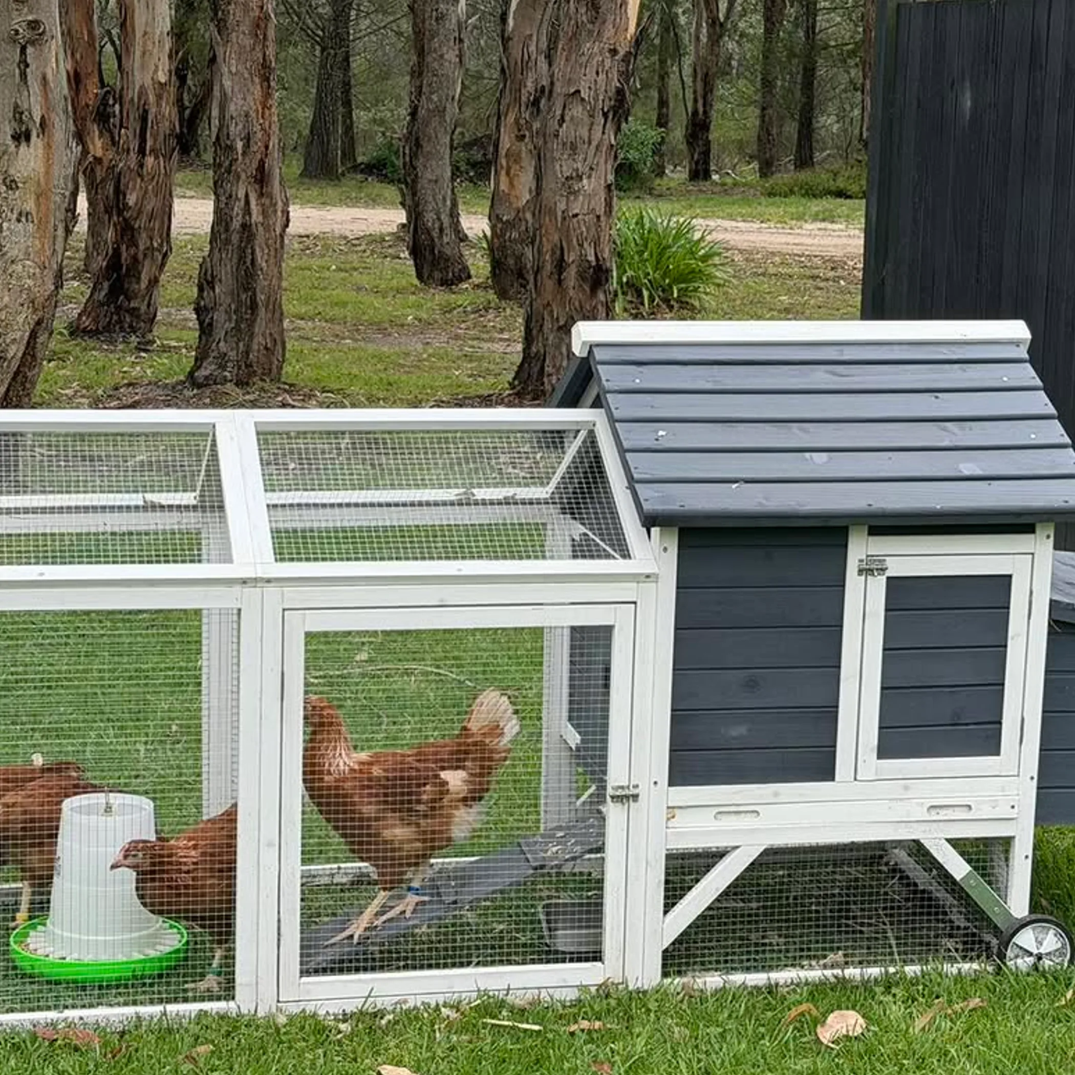 farm chickens in queensland countryside